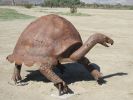 PICTURES/Borrego Springs Sculptures - Tortoise, Pigs & Tapir/t_IMG_8782.JPG